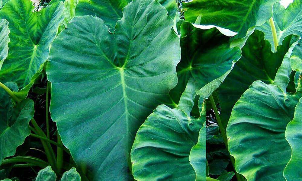 22-essential-health-benefits-of-cocoyam-leaves-kontomire-gbafrica